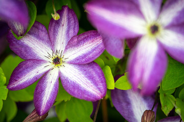 purple flowers in the garden 2
