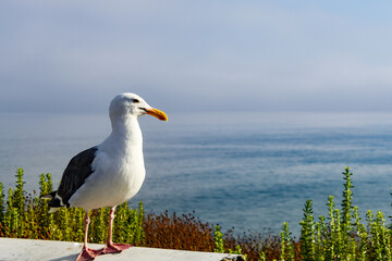 Obraz premium Seagull Surveying the Sea