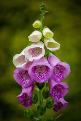 pink and white orchid flower