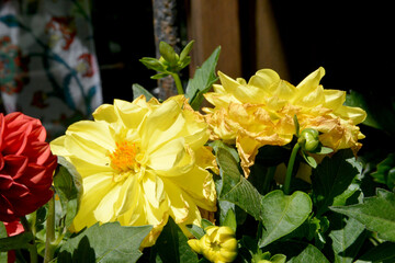 yellow flowers in the garden