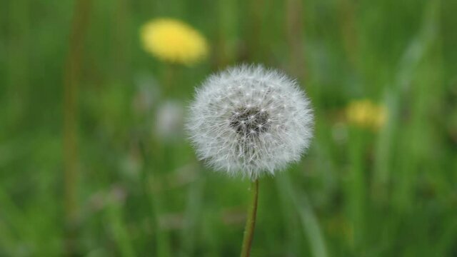 Close up of Dandelion flower on green field. Spring meadow with white dandelion blossom.
