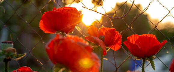 Red poppy flowers growing near the fence in the garden illuminated by sun rays. Nature background. Panoramic banner.