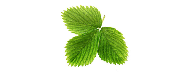 Close up strawberry leaf isolated on a white background.