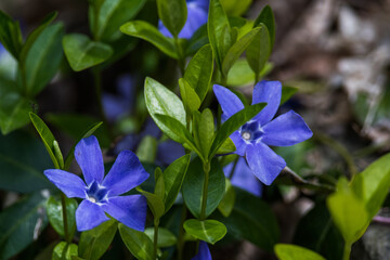 blue flowers in the woods