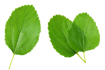 Mulberry leaves isolated on white background. top view