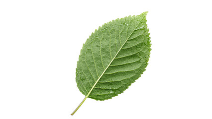 Close up cherry leaf isolated on a white background.