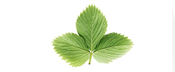 Close up strawberry leaf isolated on a white background.