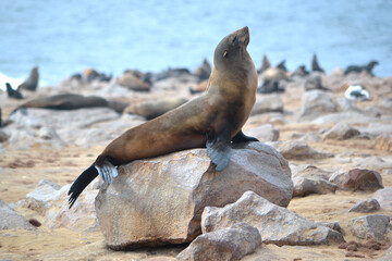 A large colony of sea lions at Cape Cross in Namibia, Africa.