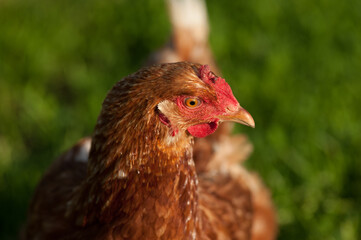 brown chicken close-up on a farm on a green background