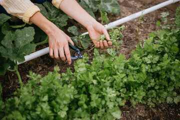 Gardener harvesting fresh cilantro from garden