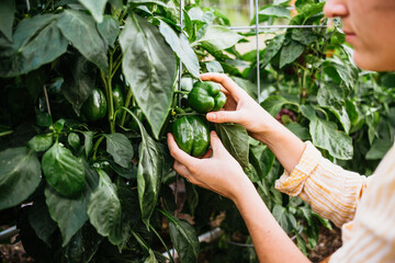 Gardener picking fresh bell peppers from backyard garden