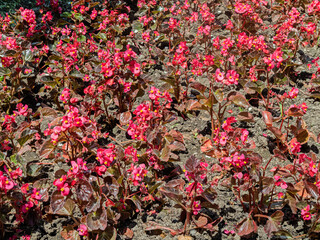 A Red Carpet Formed by Flowering Begonia Decorated a Lawn in One of the Residential Areas of Odessa