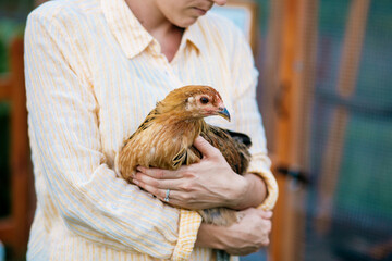 Woman holding Ameraucana Chicken in her arms