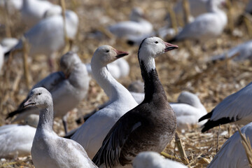 Blue morph adult snow goose has dark body and is distinctive in white snow geese flock