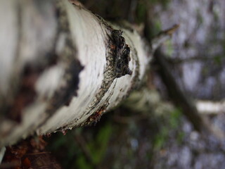 Views of forestry in England