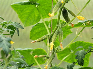 A small gherkin with a flower on a branch. Tender little cucumbers in the garden