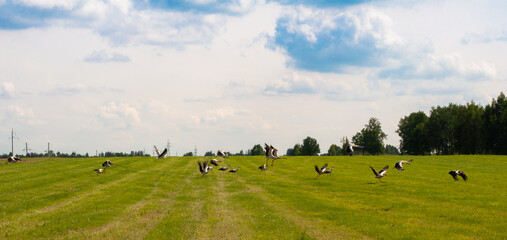 big group of storks on farm field after grass mowing searching for food panorama view, selective focus