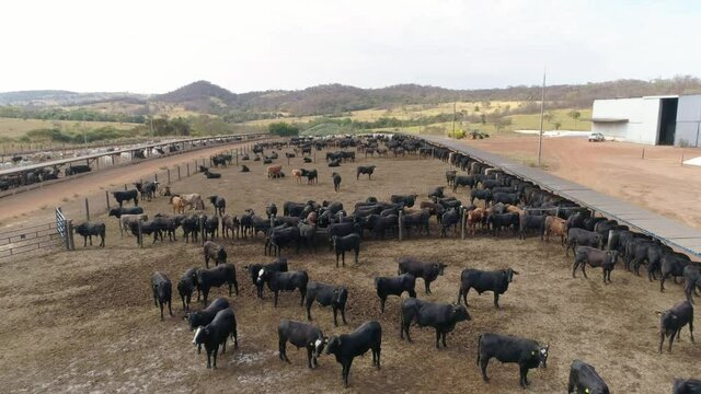 Aerial view of a confinement of Nellore and Angus cattle. Cattle feedlot farm in the Brazilian midwest. Livestock of beef cattle.