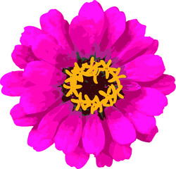 Zinnia flower Vector from foto isolated