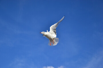 A seagull (Larus argentatus). Close up, catching a bite in flight.