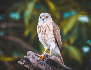 great horned owl