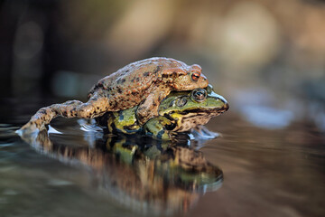 Green frog and toad