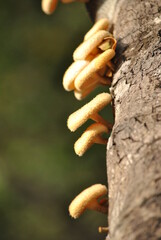 Wild mushrooms.