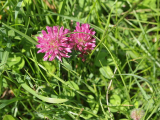 Summer flowers in bloom