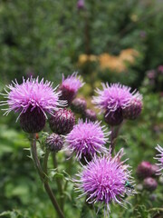 Summer flowers in bloom