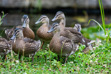 Adult female mallard duck and ducklings play about in and around a typical English pond during a wet summers day.