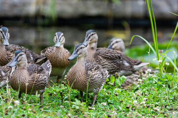 Adult female mallard duck and ducklings play about in and around a typical English pond during a wet summers day.