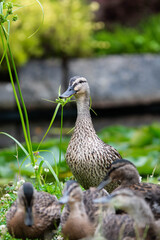 Adult female mallard duck and ducklings play about in and around a typical English pond during a wet summers day.