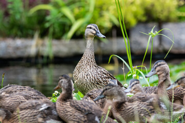 Adult female mallard duck and ducklings play about in and around a typical English pond during a wet summers day.
