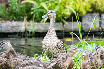 Adult female mallard duck and ducklings play about in and around a typical English pond during a wet summers day.