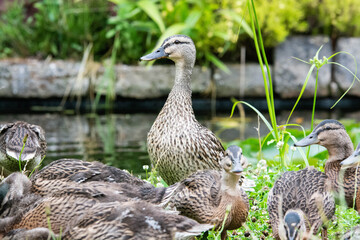 Adult female mallard duck and ducklings play about in and around a typical English pond during a wet summers day.