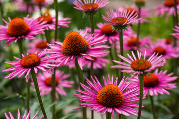 red and purple coneflowers (echinacea) in full bloom - Powered by Adobe