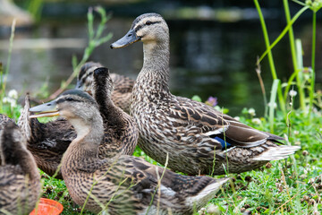 Adult female mallard duck and ducklings play about in and around a typical English pond during a wet summers day.