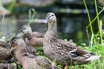 Adult female mallard duck and ducklings play about in and around a typical English pond during a wet summers day.