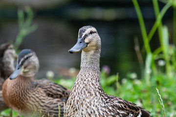 Adult female mallard duck and ducklings play about in and around a typical English pond during a wet summers day.