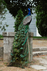 Obraz premium Blue peacock with bright colored tail in a green park