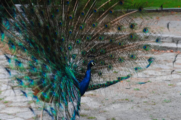 Obraz premium Blue peacock with bright colored tail 