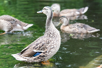 Fototapeta premium Adult female mallard duck and ducklings play about in and around a typical English pond during a wet summers day.