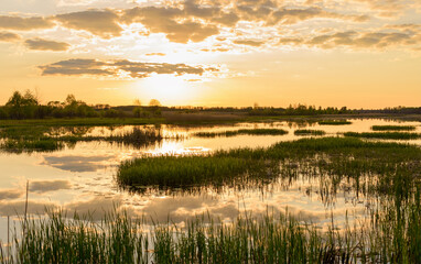 Beautiful evening and golden sunset over the lake. Beautiful sunset over the swamp. Bulrush on a blurry sunset background in golden rays