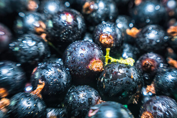 Juicy berries of ripe black currant in drops of water