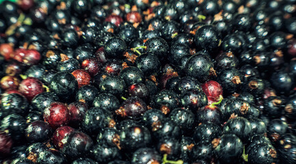  Juicy berries of ripe black currant in drops of water