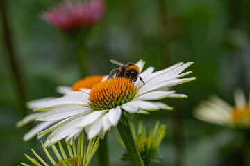 close-up of a white coneflower (echinacea) in full bloom with a harvesting bumblebee