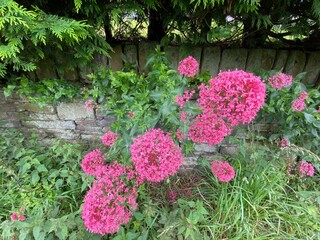 Wild pink flowers, growing next to a dry stone wall in, Marsden, Huddersfield, UK