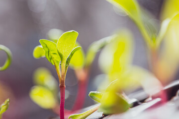 Baby beet plant