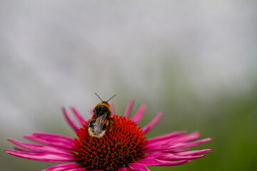 close-up of a harvesting bumblebee on a purple coneflower (echinacea) in full bloom