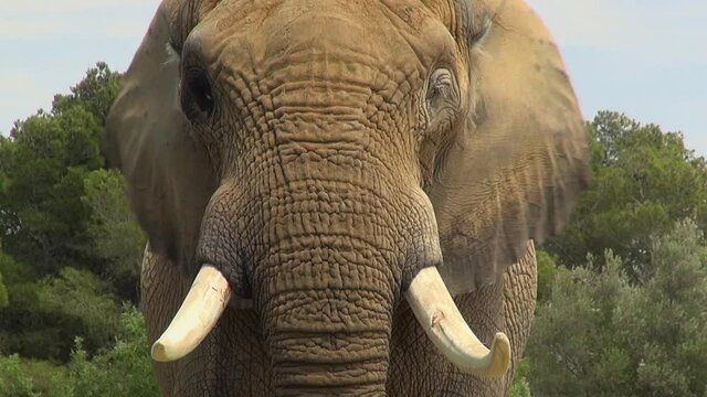 Animals african reserve zoo mammal bird nature environment tourism ecology wildlife